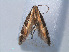  ( - RMNH.INS.540468)  @12 [ ] CreativeCommons - Attribution Non-Commercial Share-Alike (2012) Unspecified Naturalis, Biodiversity Centre