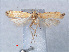  (Dichomeris sp. ACE0416 - RMNH.INS.540483)  @13 [ ] CreativeCommons - Attribution Non-Commercial Share-Alike (2012) Unspecified Naturalis, Biodiversity Centre