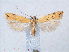  ( - RMNH.INS.540484)  @13 [ ] CreativeCommons - Attribution Non-Commercial Share-Alike (2012) Unspecified Naturalis, Biodiversity Centre