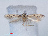  ( - RMNH.INS.540495)  @11 [ ] CreativeCommons - Attribution Non-Commercial Share-Alike (2012) Unspecified Naturalis, Biodiversity Centre