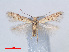  ( - RMNH.INS.540505)  @11 [ ] CreativeCommons - Attribution Non-Commercial Share-Alike (2012) Unspecified Naturalis, Biodiversity Centre