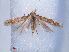  ( - RMNH.INS.540507)  @11 [ ] CreativeCommons - Attribution Non-Commercial Share-Alike (2012) Unspecified Naturalis, Biodiversity Centre