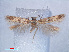  (Aristotelia sp. ACE0562 - RMNH.INS.540509)  @12 [ ] CreativeCommons - Attribution Non-Commercial Share-Alike (2012) Unspecified Naturalis, Biodiversity Centre