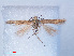  ( - RMNH.INS.540511)  @11 [ ] CreativeCommons - Attribution Non-Commercial Share-Alike (2012) Unspecified Naturalis, Biodiversity Centre