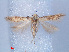  ( - RMNH.INS.540512)  @11 [ ] CreativeCommons - Attribution Non-Commercial Share-Alike (2012) Unspecified Naturalis, Biodiversity Centre