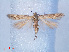  ( - RMNH.INS.540514)  @11 [ ] CreativeCommons - Attribution Non-Commercial Share-Alike (2012) Unspecified Naturalis, Biodiversity Centre