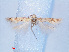  ( - RMNH.INS.540519)  @12 [ ] CreativeCommons - Attribution Non-Commercial Share-Alike (2012) Unspecified Naturalis, Biodiversity Centre