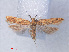  ( - RMNH.INS.540531)  @14 [ ] CreativeCommons - Attribution Non-Commercial Share-Alike (2012) Unspecified Naturalis, Biodiversity Centre