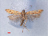  ( - RMNH.INS.540532)  @14 [ ] CreativeCommons - Attribution Non-Commercial Share-Alike (2012) Unspecified Naturalis, Biodiversity Centre