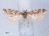  ( - RMNH.INS.540544)  @13 [ ] CreativeCommons - Attribution Non-Commercial Share-Alike (2012) Unspecified Naturalis, Biodiversity Centre