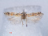  ( - RMNH.INS.540553)  @13 [ ] CreativeCommons - Attribution Non-Commercial Share-Alike (2012) Unspecified Naturalis, Biodiversity Centre