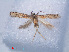  ( - RMNH.INS.540555)  @13 [ ] CreativeCommons - Attribution Non-Commercial Share-Alike (2012) Unspecified Naturalis, Biodiversity Centre