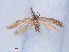  (Gelechiidae_gen sp. RMNH540557 - RMNH.INS.540557)  @13 [ ] CreativeCommons - Attribution Non-Commercial Share-Alike (2012) Unspecified Naturalis, Biodiversity Centre
