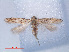  ( - RMNH.INS.540558)  @11 [ ] CreativeCommons - Attribution Non-Commercial Share-Alike (2012) Unspecified Naturalis, Biodiversity Centre