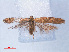  ( - RMNH.INS.540560)  @14 [ ] CreativeCommons - Attribution Non-Commercial Share-Alike (2012) Unspecified Naturalis, Biodiversity Centre