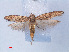  ( - RMNH.INS.540563)  @13 [ ] CreativeCommons - Attribution Non-Commercial Share-Alike (2012) Unspecified Naturalis, Biodiversity Centre