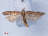  ( - RMNH.INS.540564)  @13 [ ] CreativeCommons - Attribution Non-Commercial Share-Alike (2012) Unspecified Naturalis, Biodiversity Centre