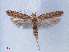  ( - RMNH.INS.540565)  @13 [ ] CreativeCommons - Attribution Non-Commercial Share-Alike (2012) Unspecified Naturalis, Biodiversity Centre