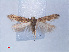  ( - RMNH.INS.540567)  @12 [ ] CreativeCommons - Attribution Non-Commercial Share-Alike (2012) Unspecified Naturalis, Biodiversity Centre
