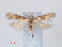  ( - RMNH.INS.540595)  @11 [ ] CreativeCommons - Attribution Non-Commercial Share-Alike (2012) Unspecified Naturalis, Biodiversity Centre