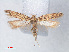 ( - RMNH.INS.543767)  @13 [ ] CreativeCommons - Attribution Non-Commercial Share-Alike (2012) Unspecified Naturalis, Biodiversity Centre