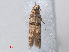  ( - RMNH.INS.543789)  @11 [ ] CreativeCommons - Attribution Non-Commercial Share-Alike (2012) Unspecified Naturalis, Biodiversity Centre