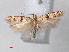  (Deltophora fasciella - RMNH.INS.543790)  @14 [ ] CreativeCommons - Attribution Non-Commercial Share-Alike (2012) Unspecified Naturalis, Biodiversity Centre