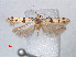  (Deltophora fasciella - RMNH.INS.543791)  @14 [ ] CreativeCommons - Attribution Non-Commercial Share-Alike (2012) Unspecified Naturalis, Biodiversity Centre