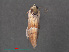  ( - RMNH.INS.543813)  @12 [ ] CreativeCommons - Attribution Non-Commercial Share-Alike (2012) Unspecified Naturalis, Biodiversity Centre