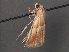  ( - RMNH.INS.543813)  @13 [ ] CreativeCommons - Attribution Non-Commercial Share-Alike (2012) Unspecified Naturalis, Biodiversity Centre