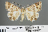  (Cerocala algiriae - RMNH.INS.543827)  @14 [ ] CreativeCommons - Attribution Non-Commercial Share-Alike (2012) Unspecified Naturalis, Biodiversity Centre