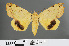  ( - RMNH.INS.543828)  @13 [ ] CreativeCommons - Attribution Non-Commercial Share-Alike (2012) Unspecified Naturalis, Biodiversity Centre