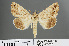  ( - RMNH.INS.543830)  @13 [ ] CreativeCommons - Attribution Non-Commercial Share-Alike (2012) Unspecified Naturalis, Biodiversity Centre