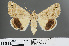  ( - RMNH.INS.543831)  @13 [ ] CreativeCommons - Attribution Non-Commercial Share-Alike (2012) Unspecified Naturalis, Biodiversity Centre