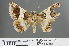  ( - RMNH.INS.543832)  @13 [ ] CreativeCommons - Attribution Non-Commercial Share-Alike (2012) Unspecified Naturalis, Biodiversity Centre