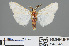  ( - RMNH.INS.543845)  @13 [ ] CreativeCommons - Attribution Non-Commercial Share-Alike (2012) Unspecified Naturalis, Biodiversity Centre