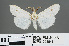  ( - RMNH.INS.543846)  @13 [ ] CreativeCommons - Attribution Non-Commercial Share-Alike (2012) Unspecified Naturalis, Biodiversity Centre