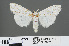  ( - RMNH.INS.543847)  @13 [ ] CreativeCommons - Attribution Non-Commercial Share-Alike (2012) Unspecified Naturalis, Biodiversity Centre