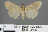  ( - RMNH.INS.543848)  @13 [ ] CreativeCommons - Attribution Non-Commercial Share-Alike (2012) Unspecified Naturalis, Biodiversity Centre