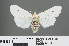  ( - RMNH.INS.543849)  @13 [ ] CreativeCommons - Attribution Non-Commercial Share-Alike (2012) Unspecified Naturalis, Biodiversity Centre
