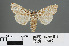  ( - RMNH.INS.543850)  @14 [ ] CreativeCommons - Attribution Non-Commercial Share-Alike (2012) Unspecified Naturalis, Biodiversity Centre