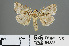  ( - RMNH.INS.543851)  @13 [ ] CreativeCommons - Attribution Non-Commercial Share-Alike (2012) Unspecified Naturalis, Biodiversity Centre
