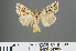  ( - RMNH.INS.543852)  @13 [ ] CreativeCommons - Attribution Non-Commercial Share-Alike (2012) Unspecified Naturalis, Biodiversity Centre