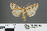  (Trichoplusia daubei - RMNH.INS.543853)  @13 [ ] CreativeCommons - Attribution Non-Commercial Share-Alike (2012) Unspecified Naturalis, Biodiversity Centre