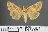  ( - RMNH.INS.543855)  @13 [ ] CreativeCommons - Attribution Non-Commercial Share-Alike (2012) Unspecified Naturalis, Biodiversity Centre