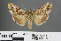  ( - RMNH.INS.543858)  @13 [ ] CreativeCommons - Attribution Non-Commercial Share-Alike (2012) Unspecified Naturalis, Biodiversity Centre