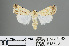  ( - RMNH.INS.543863)  @12 [ ] CreativeCommons - Attribution Non-Commercial Share-Alike (2012) Unspecified Naturalis, Biodiversity Centre