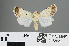  ( - RMNH.INS.543865)  @12 [ ] CreativeCommons - Attribution Non-Commercial Share-Alike (2012) Unspecified Naturalis, Biodiversity Centre