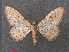  ( - RMNH.INS.543872)  @13 [ ] CreativeCommons - Attribution Non-Commercial Share-Alike (2012) Unspecified Naturalis, Biodiversity Centre