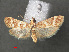  ( - RMNH.INS.543897)  @13 [ ] CreativeCommons - Attribution Non-Commercial Share-Alike (2012) Unspecified Naturalis, Biodiversity Centre
